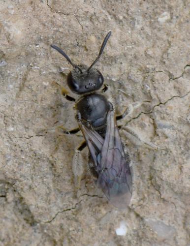 Lasioglossum sp.